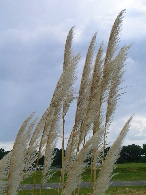 098-DSCN9300